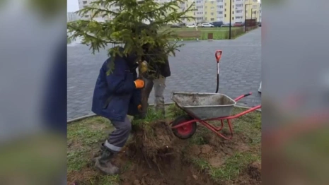 Во Владимире ель на Всесвятской пересадили для установки новогоднего дерева