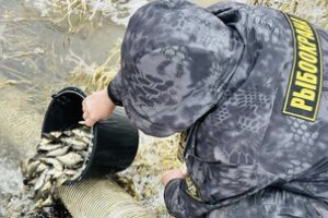 Во Владимирской области в Клязьму впервые выпустили сазана