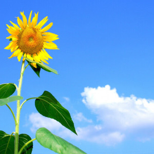 МЧС предупредило о жаре до +32 градусов во Владимирской области