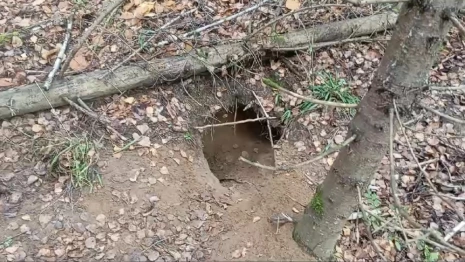 В Юрьев-Польском лесу заметили поселение барсука