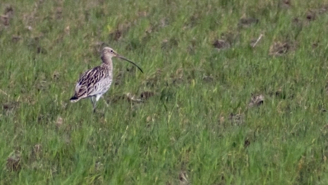 Во Владимирской области заметили краснокнижную птицу