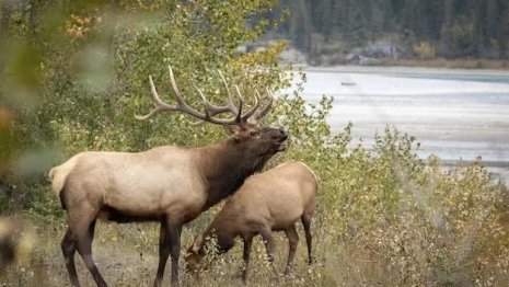 Во Владимирской области иномарка сбила лося