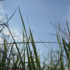 Прогноз погоды во Владимирской области на 6 июля