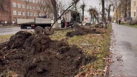 На улицах Владимира высадят более 200 лип взамен срубленных