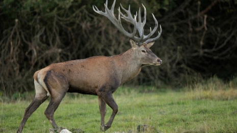 В Киржачском районе увидели благородного оленя