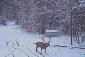 Благородный олень попал в фотоловушку в Киржачском районе