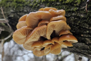 В лесах Владимирской области появились зимние опята