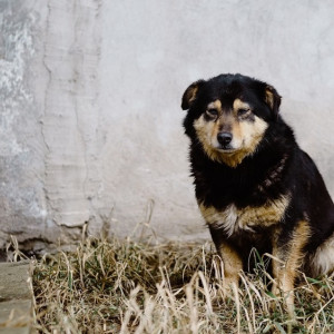 Во Владимирской области начали поиски компании для отлова бездомных собак