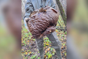 Во Владимирской области нашли огромный гриб-головач