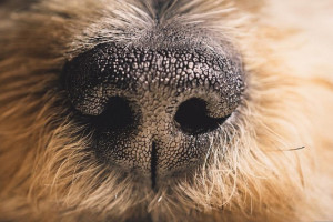 Во Владимире водитель самоката сбил собаку