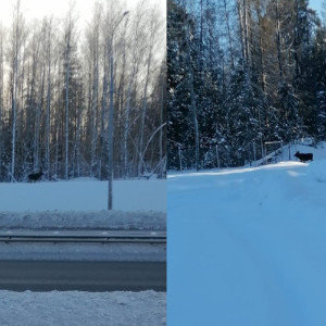 Во Владимирской области увидели двух лосей на платнике М-12
