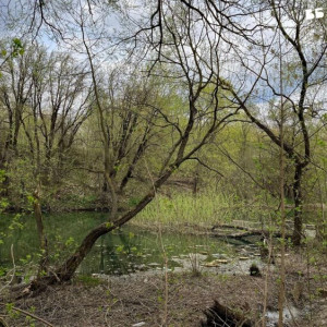 Владимирские активисты выступили против уничтожения пруда у ДТЮ