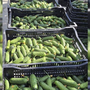 В Петушинском районе созрели огурцы