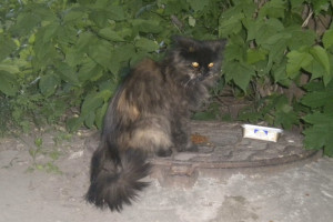 В деревне Собинского района обнаружили очаг бешенства животных