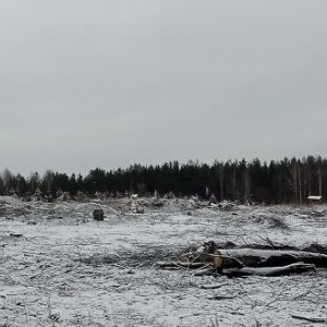 В Судогодском районе вырубка 50 берез и сосен привела к уголовному делу