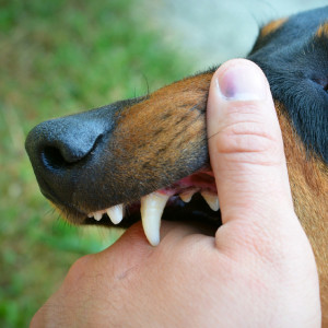 Во Владимирской области с начала года нашли 10 очагов бешенства