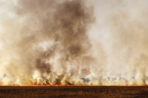 Во Владимирской области загорелись 10 лесов и 303 поля