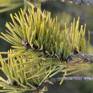 Прогноз погоды во Владимирской области на 19 марта 2026 года