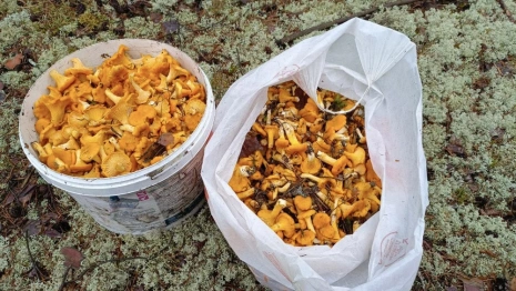 Во Владимирской области начался сезон лисичек и маслят