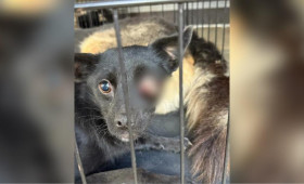 Владимирские волонтеры спасли собаку с изувеченным глазом