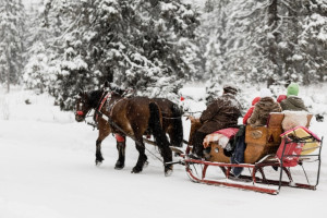 Во Владимирской области утвердили штрафы за стихийное катание на лошадях