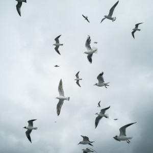 Жителей Владимирской области предупредили об ухудшении ситуации с птичьим гриппом