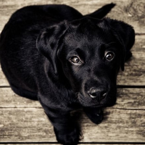 Жители Гусь-Хрустального пожаловались на содержание животных в муниципальном приюте