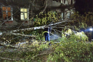 Во Владимире упавшая из-за ветра береза перегородила вход в подъезд