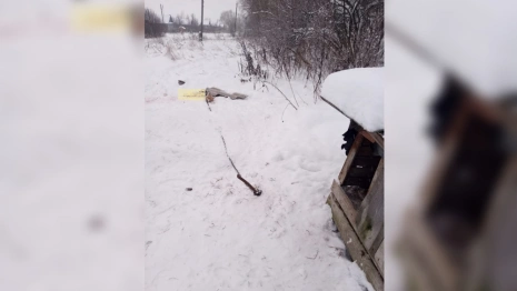 В Меленковском районе волки загрызли собаку