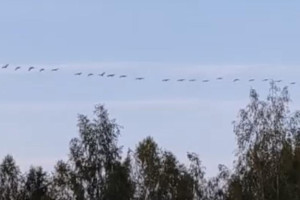 В небе над Владимирской областью заметили стаю журавлей