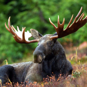 Во владимирском микрорайоне Юрьевец заметили трех лосей