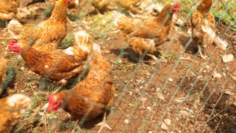 Во Владимирской области нашли нарушения на 7 птицефабриках