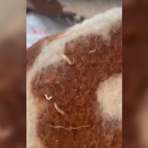 Владимирские власти назвали фейком сообщение об одеяле с опарышами для ребенка в ЦРБ