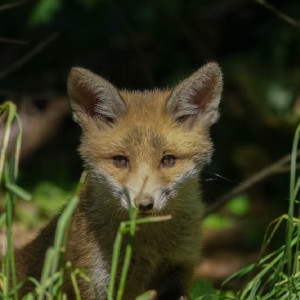 Спасенный лисенок из Владимира на поезде добрался до нового дома на Дальнем Востоке
