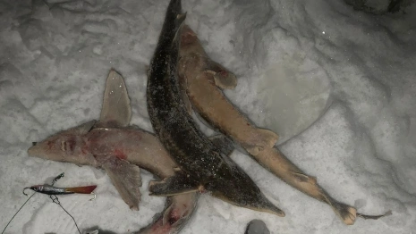 В Коврове браконьер выловил 3 краснокнижных стерлядки