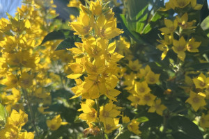 Жителей Владимирской области предупредили о 30-градусной жаре 28 июня