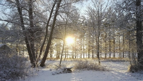 Прогноз погоды во Владимирской области на 6 декабря