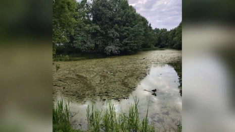 Добросельский пруд во Владимире завалили мусором
