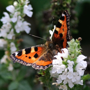 Жара во Владимирской области пойдет на спад