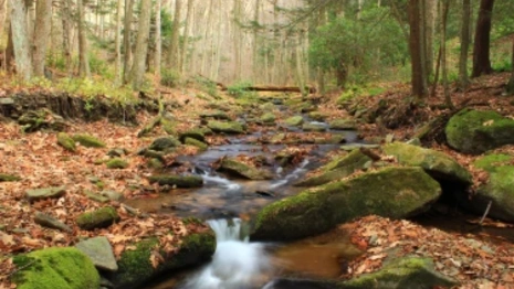 День Онуфрия Молчаливого: что можно и нельзя делать 3 августа