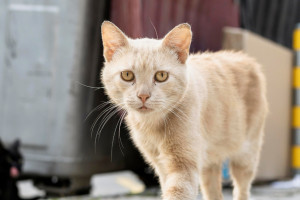 Во Владимирской области за 2023 год отловили 1995 безнадзорных животных