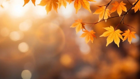 Прогноз погоды во Владимире и области на 11 октября 2025 года