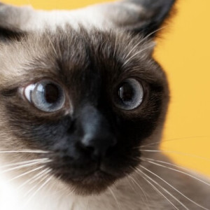 В Коврове появится первое котокафе