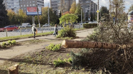 Ущерб от вырубки редкой голубой ели во Владимире оценили в 30 тыс. рублей
