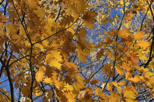 Прогноз погоды во Владимире и области на 17 сентября