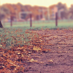 Загородный парк во Владимире на два года оставят без благоустройства