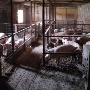 На загоревшейся в Камешковском районе ферме спасли 150 свиней и 100 коров