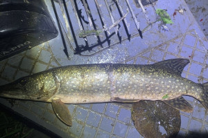 Жители Владимирской и Нижегородской областей попались на браконьерстве