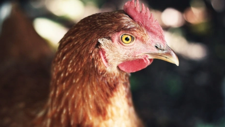 В Коврове произошла вспышка птичьего гриппа