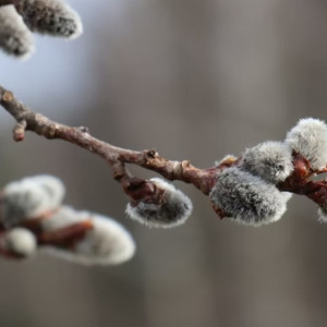 Красная горка, или Антипасха. Что можно и чего нельзя делать 23 апреля